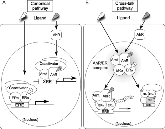 Dioxin and Estrogen Receptor Signaling - figure courtesy sciencedirect.com - http://www.sciencedirect.com/science/article/pii/S0960076011000501