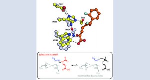 Antonio Ruzzini’s research highlighted in Biochemistry