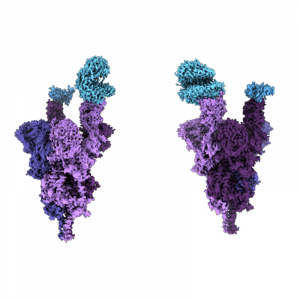 Dr. Subramaniam and his team unveil first molecular-level analysis of Omicron variant spike protein
