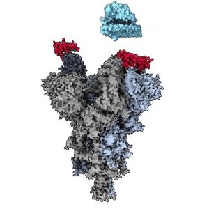 WATCH: Dr. Subramaniam speaks on Discovery of ‘weak spot’ in COVID-19 variants